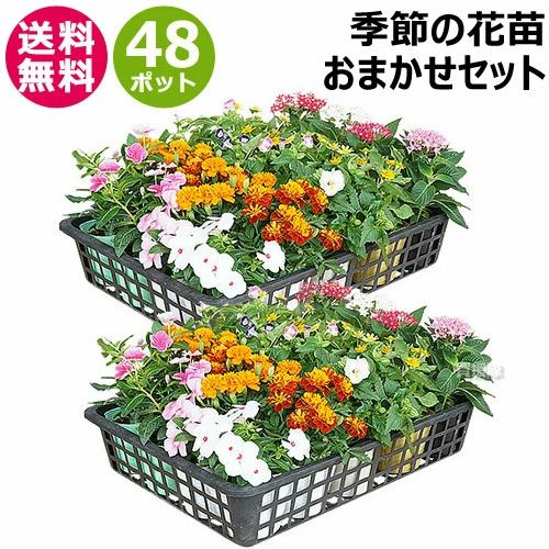 季節の花苗 おまかせ 48ポット 1187 hananae-34 | 買援隊(かいえんたい)