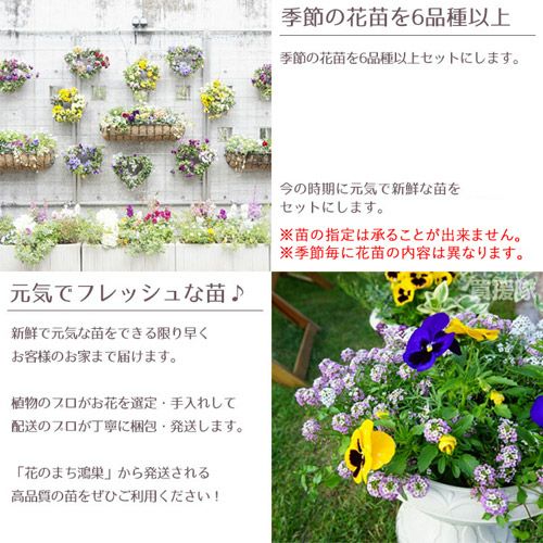 季節の花苗 おまかせ 96ポット 1187 hananae-35 | 買援隊(かいえんたい)